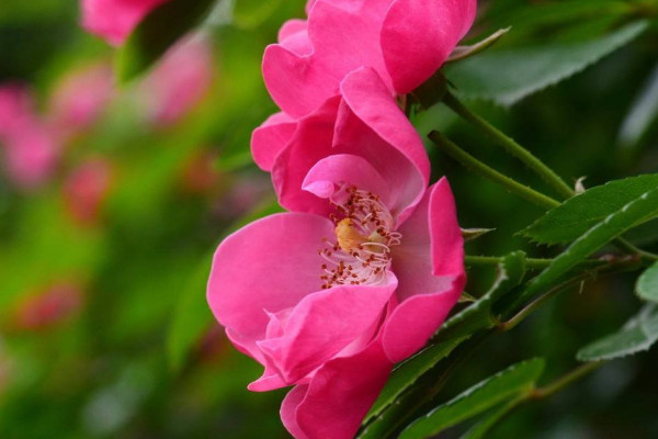 薔薇花為什么只長(zhǎng)藤不開(kāi)花