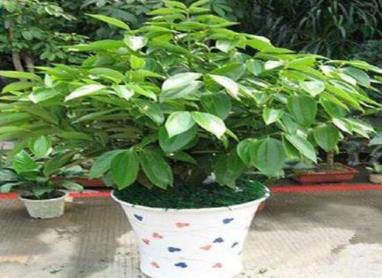 平安樹好養(yǎng)嗎，教你簡單四種養(yǎng)殖方法/闔家幸福、萬事如意