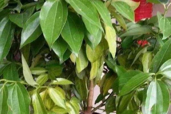 平安樹(shù)葉子干枯是怎么回事