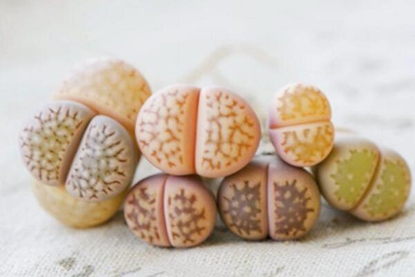 生石花的養(yǎng)殖方法，必須要掌握的5大要點