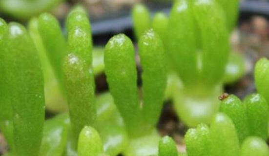 碧光環(huán)秋天怎么養(yǎng)，教你五點重要方法生長碧綠