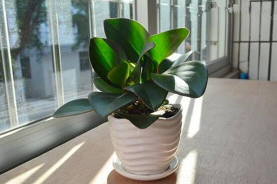 紫邊碧玉的養(yǎng)殖方法，老農總結的七個基本方法