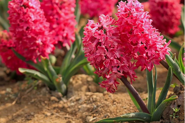 風信子凋謝后怎么處理，修剪葉片并保留根莖