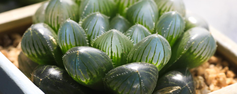 玉露小苗如何養(yǎng)護(hù)