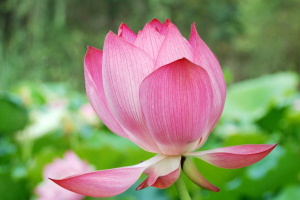 荷花養(yǎng)殖需要什么樣的土壤