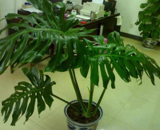 龜背竹滴的水有毒嗎，有毒/皮膚接觸會(huì)導(dǎo)致刺痛灼傷