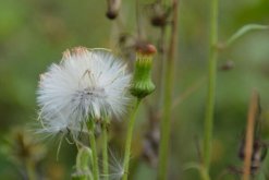 蒲公英的傳播方式，種子隨風(fēng)傳播