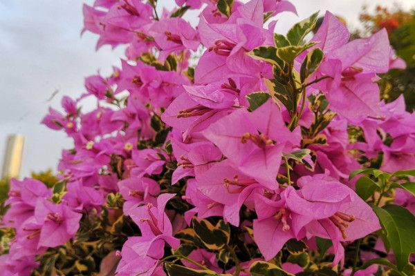 三角梅光長(zhǎng)葉不開(kāi)花怎么辦