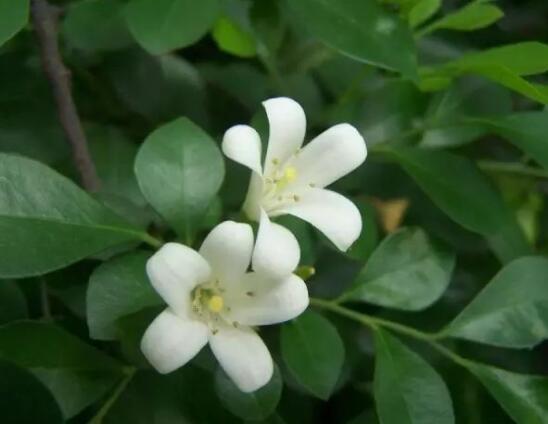 九里香多大開花，幼苗開花需3-4年/成株年年開花