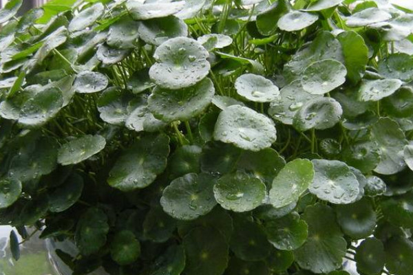 桐錢草怎么養(yǎng)能爆盆