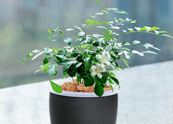 九里香不開花怎么辦，很有可能是光照不足