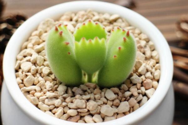 剛買的熊童子怎么養(yǎng)，讓植株盡快適應(yīng)環(huán)境才是最關(guān)鍵的