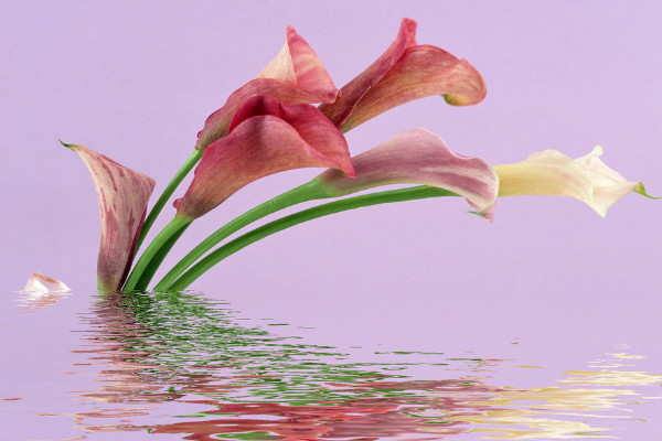 馬蹄蓮一朵花開(kāi)多久