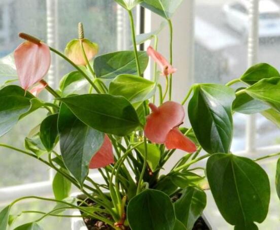 紅掌葉子發(fā)黃焦邊干枯是怎么回事，教你最直接有效三種解決措施