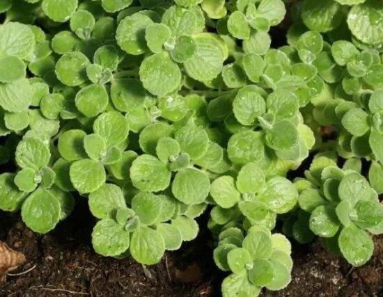 碰碰香冬天養(yǎng)殖方法，注意做好保溫保暖/減少澆水施肥