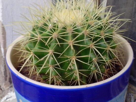 仙人球的擺放風(fēng)水，陽臺、玄關(guān)、書房為風(fēng)水最好