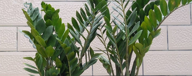 金錢(qián)樹(shù)如何養(yǎng)護(hù)管理