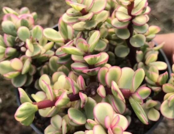 雅樂(lè)之舞怎么修剪，流枝修剪最為簡(jiǎn)單(應(yīng)用廣泛)