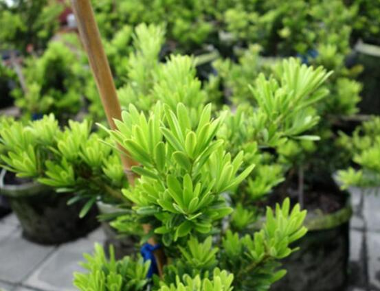 小葉羅漢松的養(yǎng)殖方法，老農(nóng)總結(jié)八大簡單易學的養(yǎng)殖技巧