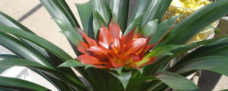 鴻運(yùn)當(dāng)頭有毒嗎能放臥室嗎