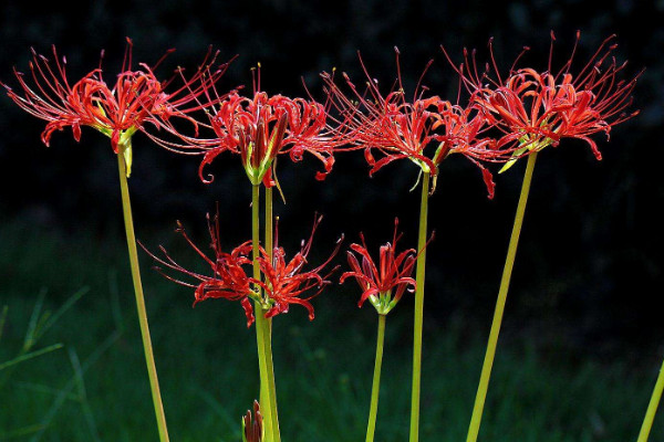 彼岸花養(yǎng)在什么地方