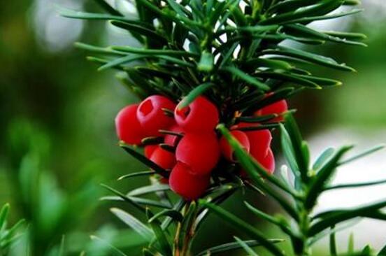 紅豆杉怎么換盆，三個(gè)簡(jiǎn)單方法教你輕松學(xué)會(huì)