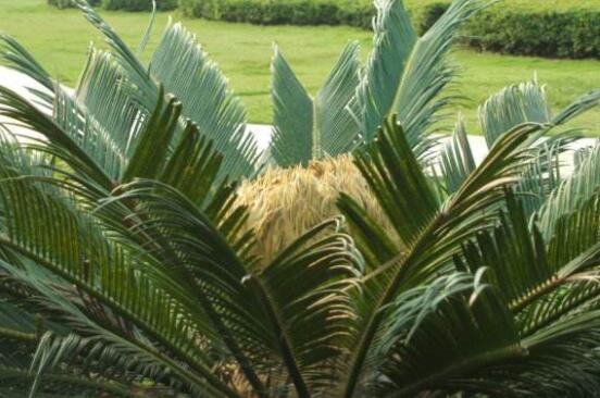 鐵樹開花有什么寓意，象征著大富大貴、吉祥瑞兆