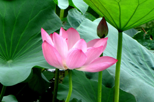 荷花的養(yǎng)殖方法和注意事項