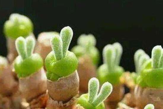 碧光環(huán)開花嗎，會開/從種植到開花需要5-7年(時間漫長)