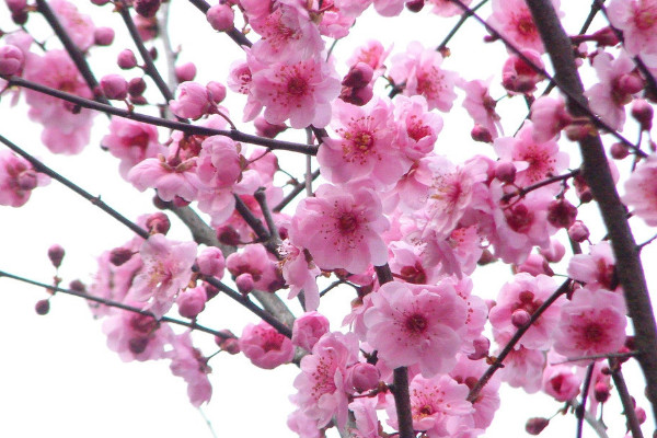 梅花養(yǎng)殖方法和注意事項(xiàng)