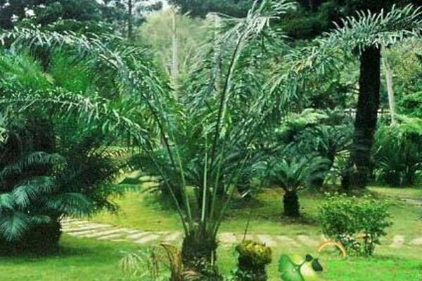 蘇鐵有哪些品種，常見蘇鐵品種介紹