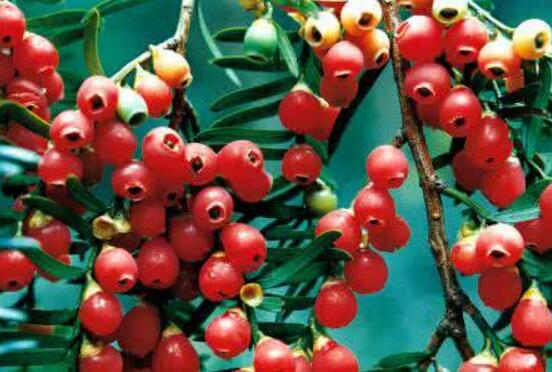 水杉與紅豆杉的區(qū)別，教你三種區(qū)別方法(葉子/果子/習(xí)性)