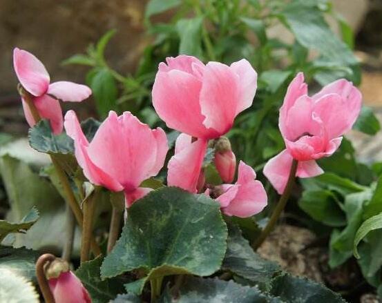 仙客來(lái)不長(zhǎng)新葉怎么辦，多半是盆土澆水光照導(dǎo)致