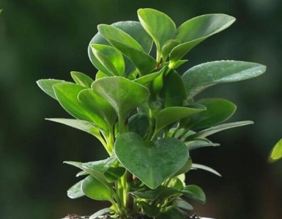 碧玉剪一小段能水培嗎，做好這簡(jiǎn)單四步可水培爆盆