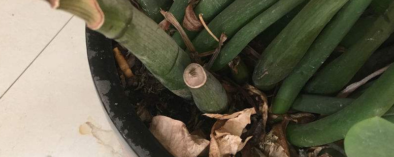 金錢(qián)樹(shù)水培多久上盆