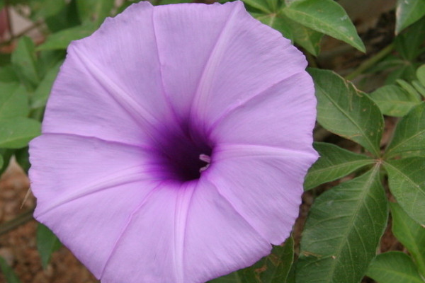 牽?；ㄏ奶炜梢园l(fā)芽么