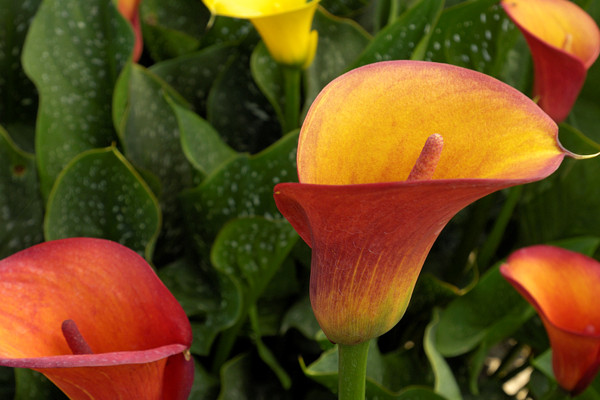 水培馬蹄蓮的養(yǎng)殖方法和注意事項
