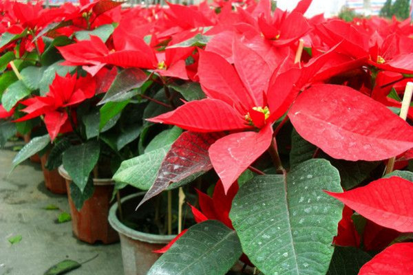 一品紅冬天怎么養(yǎng)，保證環(huán)境溫度不低于10℃