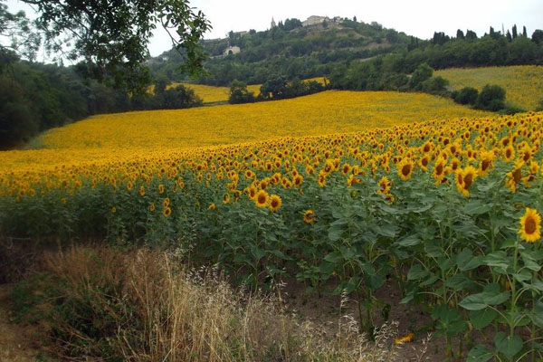 向日葵花的特點(diǎn)