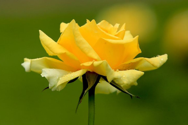 月季剪下來(lái)直接插嗎