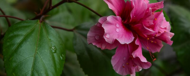 新買的扶?；ㄔ鯓泳徝? data-fHbs=