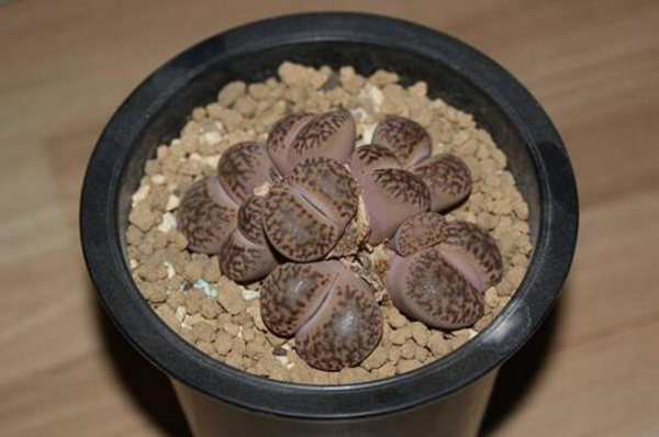 生石花如何移栽，5步即可完成生石花的移栽