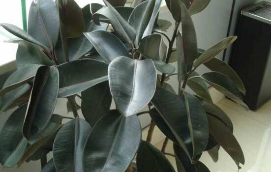 橡皮樹怎么養(yǎng)，牢記七個步驟就可養(yǎng)好