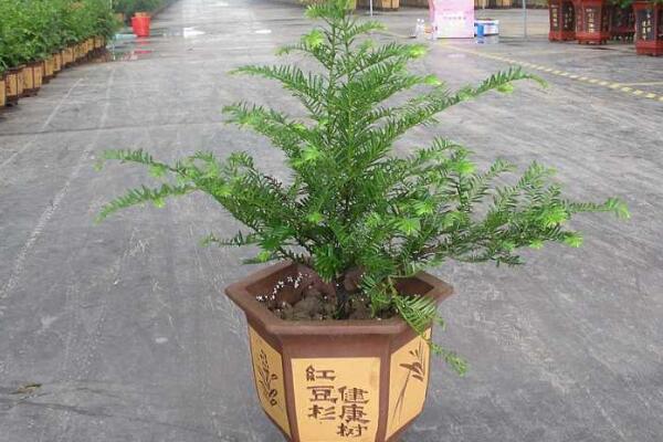 室內(nèi)養(yǎng)殖紅豆杉的方法，家庭養(yǎng)殖紅豆杉的五個要點