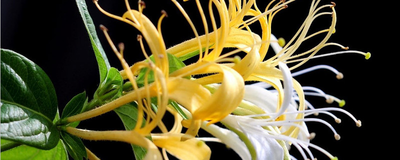 怎樣種植金銀花成活率高