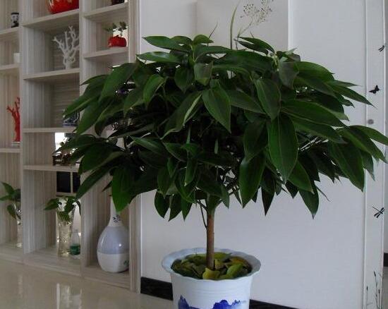 平安樹好養(yǎng)嗎，教你簡單四種養(yǎng)殖方法/闔家幸福、萬事如意