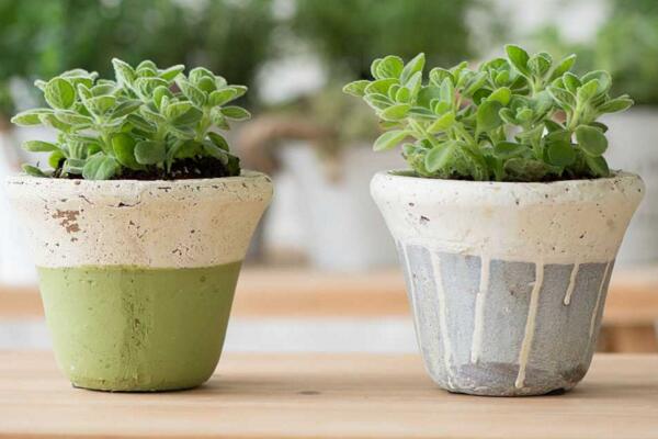 碰碰香怎么養(yǎng)殖，養(yǎng)好碰碰香最關(guān)鍵的5步