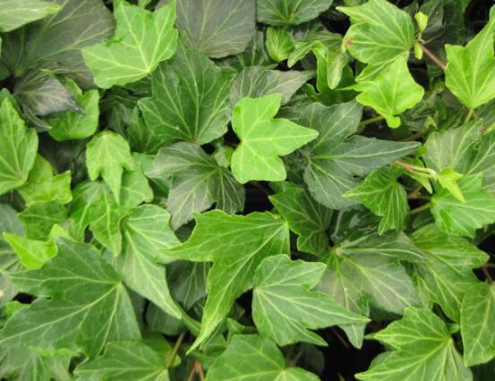 常春藤晚上能放臥室嗎，能/凈化空氣、舒緩身心、擋煞驅(qū)煞