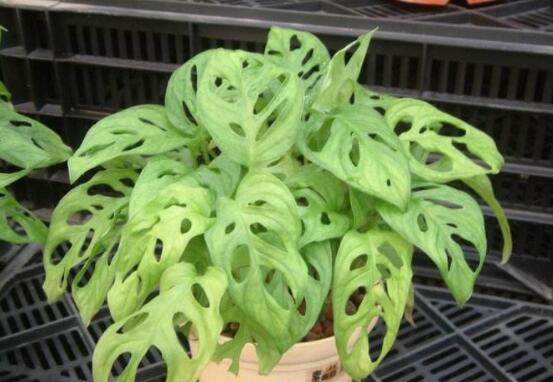 萬年青樹的種類，好看的六種萬年青圖片欣賞