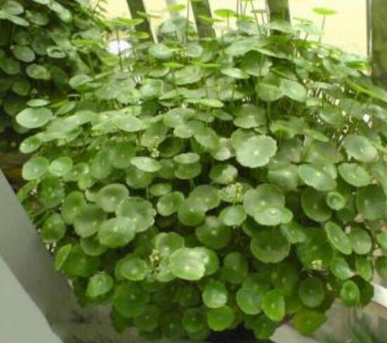 水培銅錢(qián)草葉子發(fā)黃怎么辦，四種原因以及解決方法